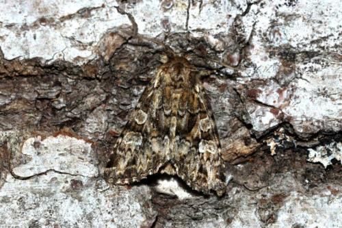 Réf. 163 657 : Pachetra sagittigera