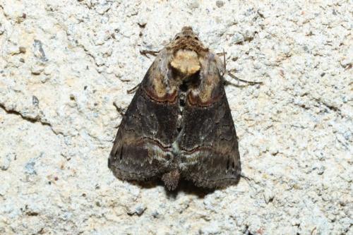 Abrostola triplasia