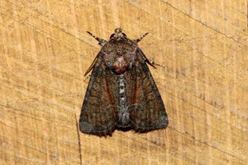 Réf. 163 419 : Oligia sp.
