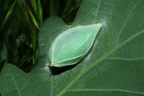 Bena bicolorana