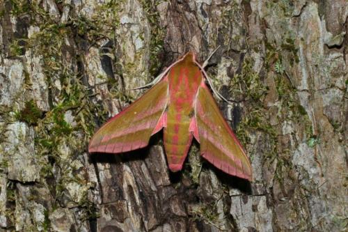 Réf. 163 142 : Deilephila elpenor
