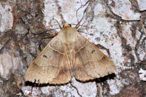 Minucia lunaris
