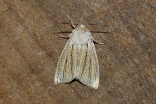 Réf. 163 996 : Simyra albovenosa