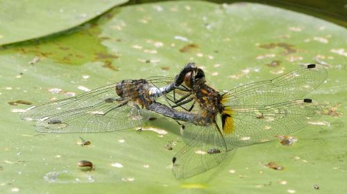 Réf. 163 128 : Leucorrhinia caudalis