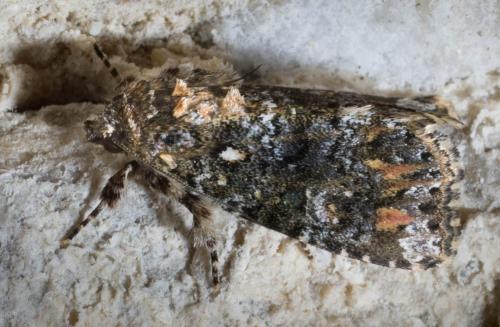 Callopistria latreillei
