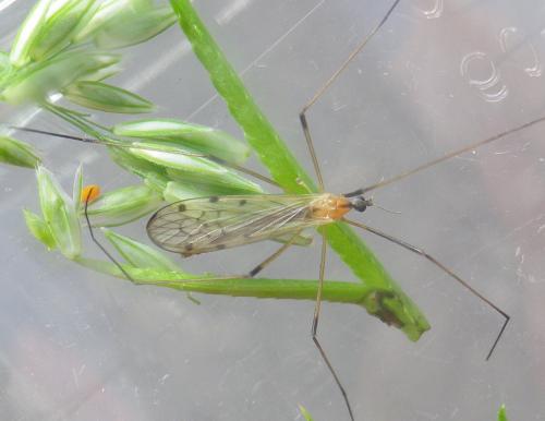 Réf. 163 058 : Limonia nigropunctata
