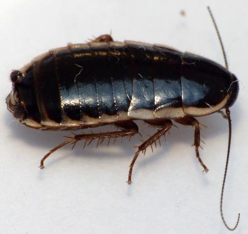 Réf. 163 656 : Loboptera decipiens