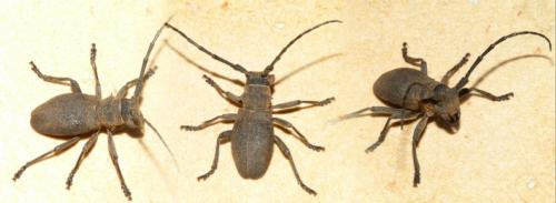 Morimus asper