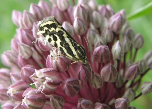 Réf. 163 957 : Acontia trabealis