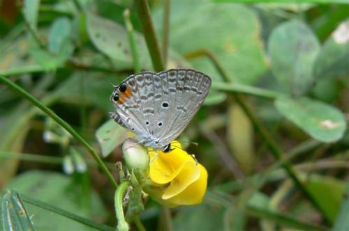 Réf. 163 454 : Euchrysops osiris