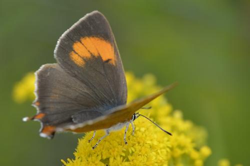 Thecla betulae