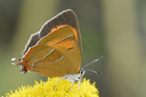 Thecla betulae