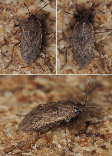 Emblethis sp.