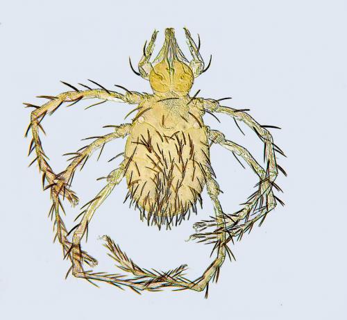 Leptus beroni
