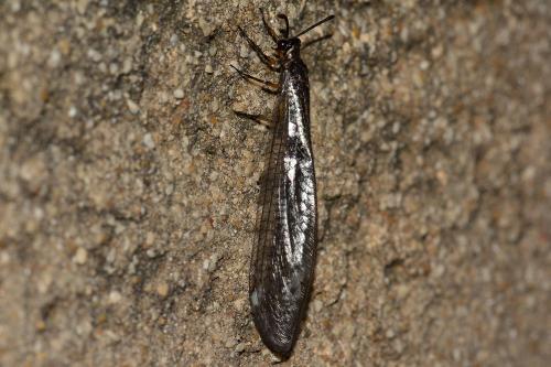 Réf. 163 019 : Myrmeleon formicarius
