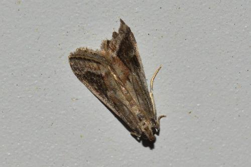 Acrobasis getuliella