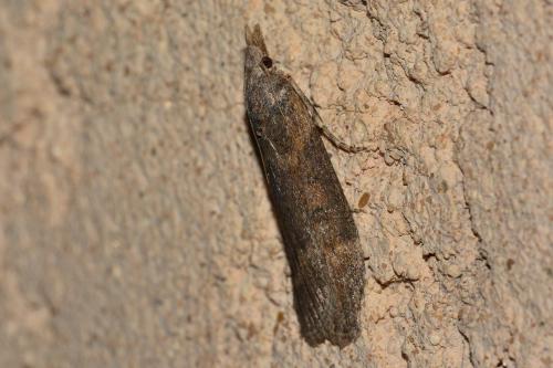 Réf. 163 482 : Lamoria anella