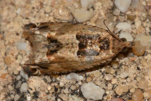 Réf. 163 634 : Crocidosema plebejana