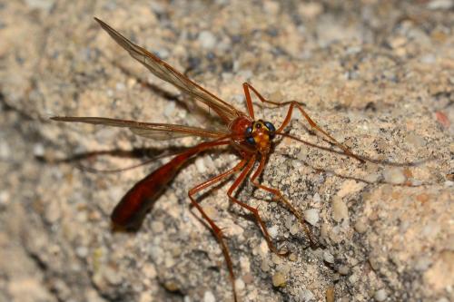 Réf. 163 635 : Ophioninae inconnu