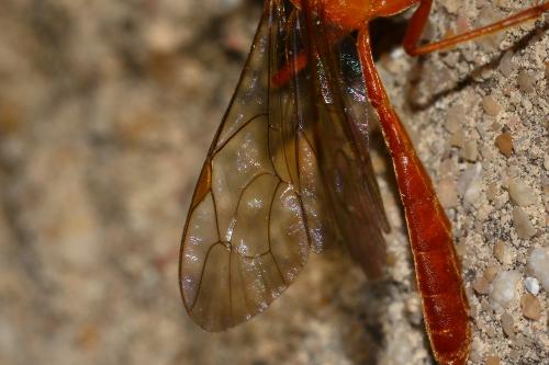 Réf. 163 725 : Netelia sp.