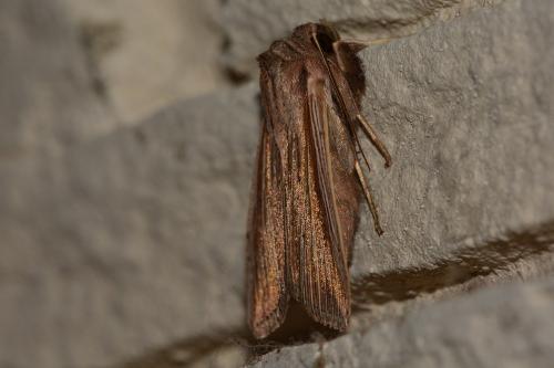 Mythimna riparia
