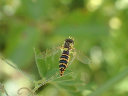 Sphaerophoria sp.
