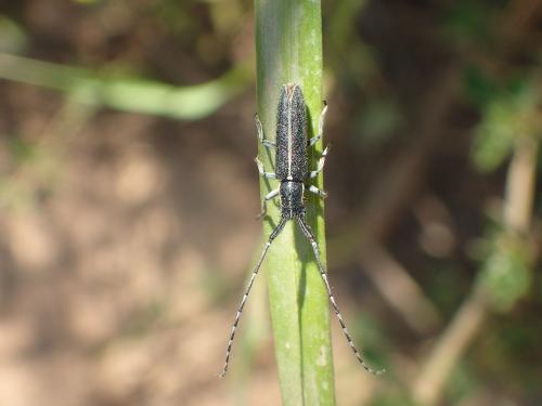 Réf. 163 093 : Agapanthia suturalis