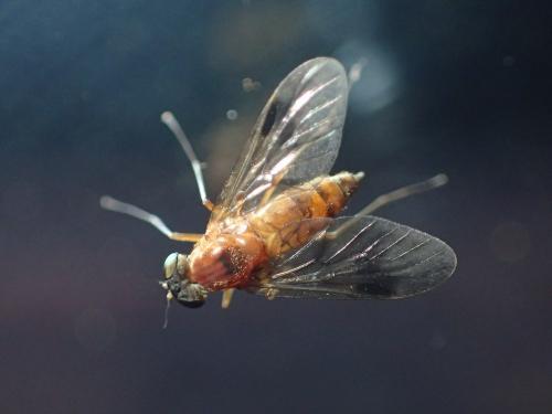 Chrysopilus laetus