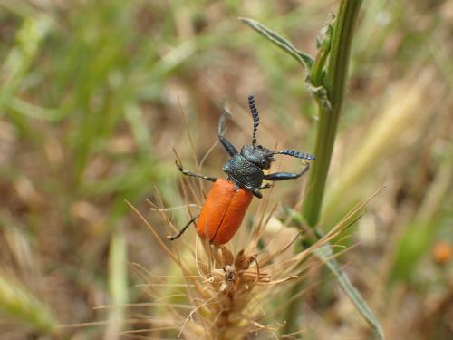 Réf. 163 095 : Labidostomis taxicornis