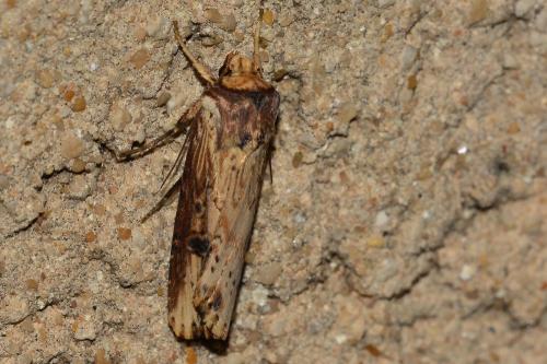 Réf. 163 705 : Axylia putris