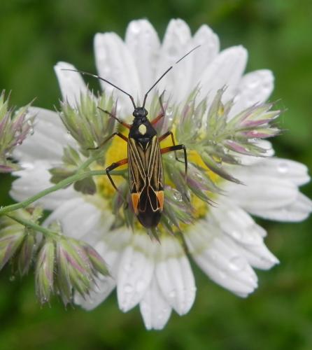 Miris striatus