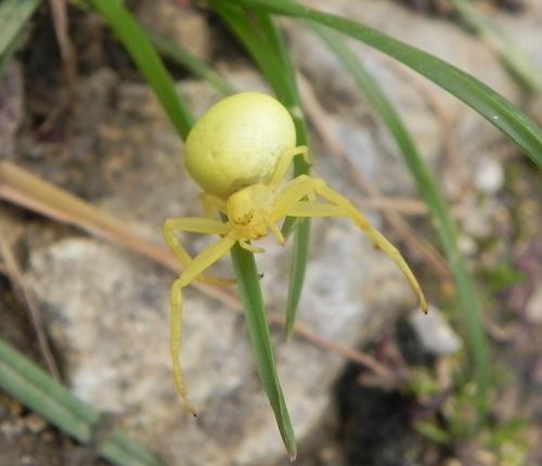 Misumena vatia