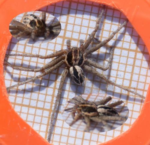 Thanatus vulgaris
