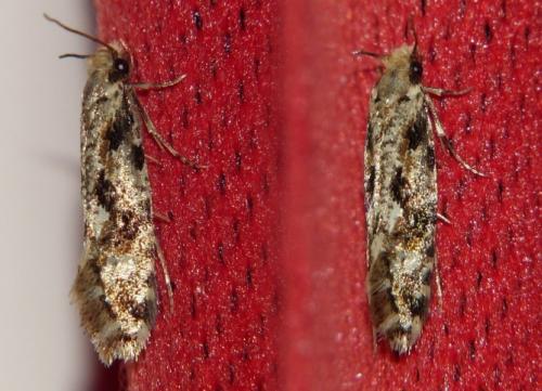 Réf. 163 221 : Nemapogon sp.
