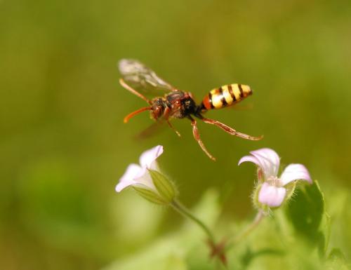 Nomada sp.
