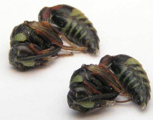Delta unguiculatum