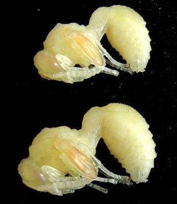 Réf. 163 939 : Delta unguiculatum
