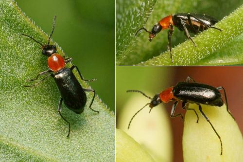 Attalus cyaneus