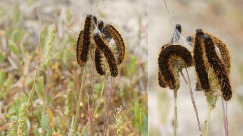 Malacosoma franconica