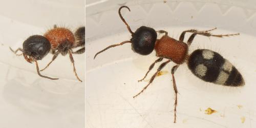 Blakeius bipunctatus