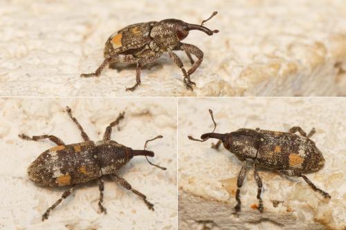 Réf. 163 272 : Pissodes validirostris