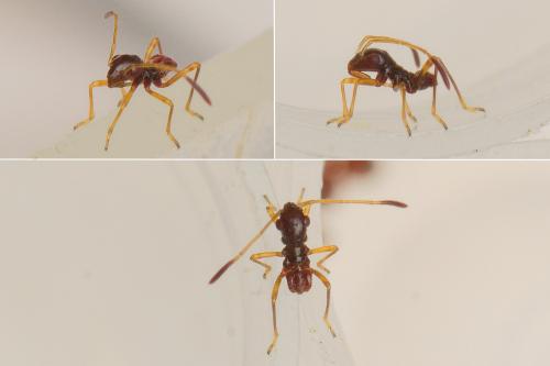 Réf. 163 222 : Micrelytra fossularum