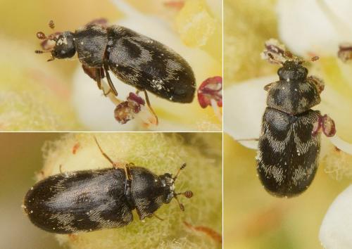 Réf. 163 670 : Globicornis bifasciata