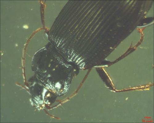 Nebria brevicollis