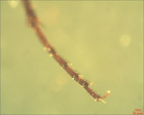 Réf. 163 483 : Nebria brevicollis