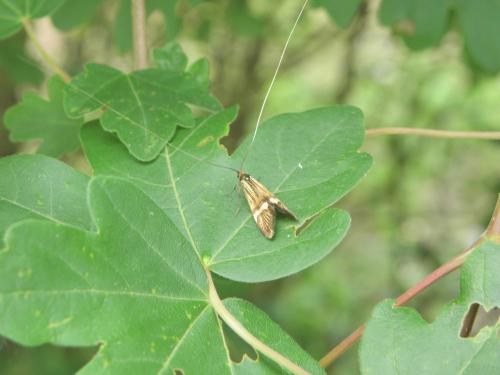Réf. 163 335 : Nemophora degeerella