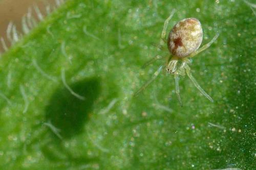 Nigma sp.