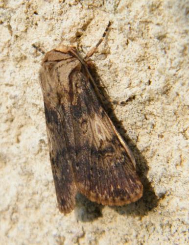 Réf. 163 242 : Agrotis puta