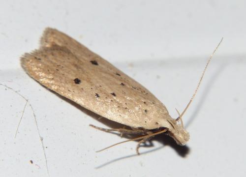 Réf. 163 929 : Nothris verbascella