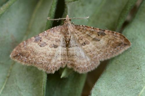 Réf. 163 186 : Nycterosea obstipata